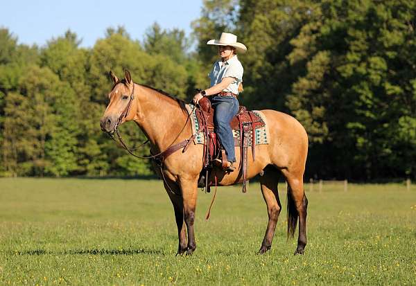 husband-safe-quarter-horse
