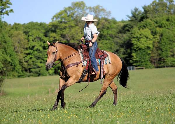 performance-quarter-horse