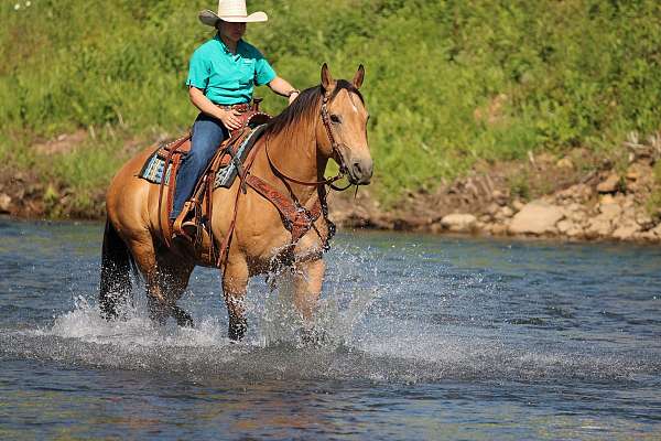 ranch-quarter-horse