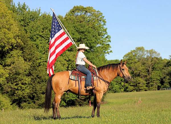 show-quarter-horse