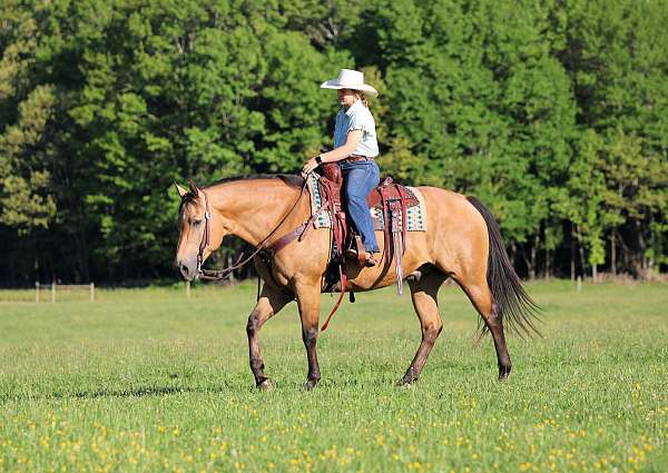 trail-quarter-horse