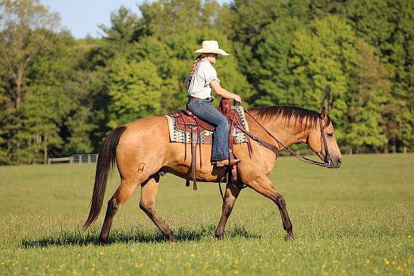 working-cattle-quarter-horse
