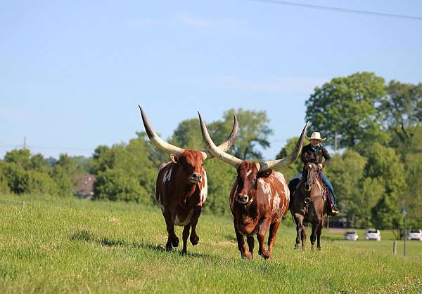 calf-roping-quarter-horse