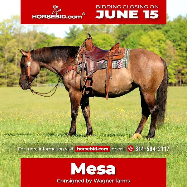 all-around-quarter-horse