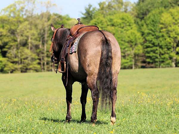 flashy-quarter-horse