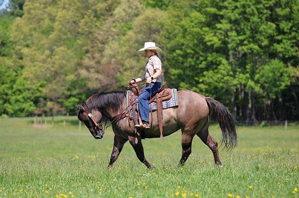 ranch-versatility-quarter-horse