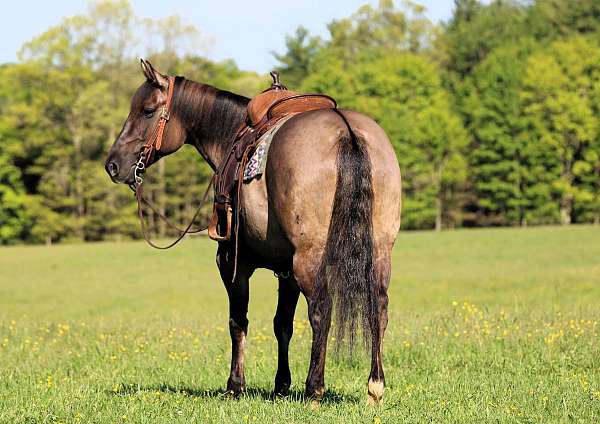 ranch-work-quarter-horse