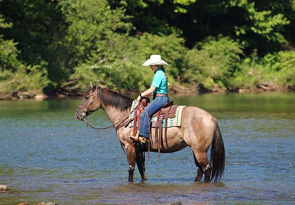 show-quarter-horse