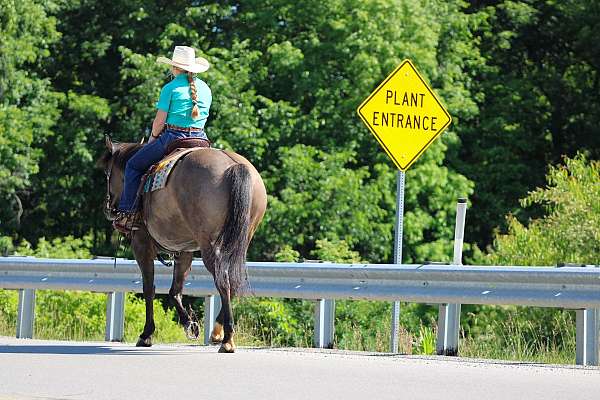 western-riding-quarter-horse