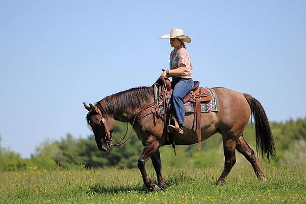 working-cattle-quarter-horse