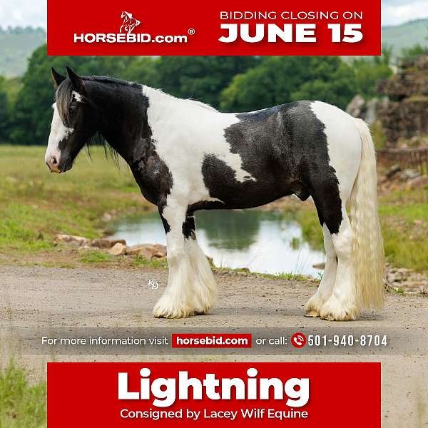 all-around-gypsy-vanner-horse