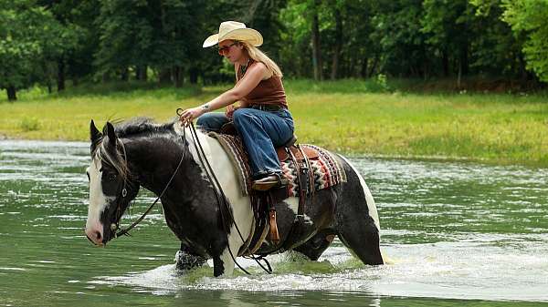athletic-gypsy-vanner-horse