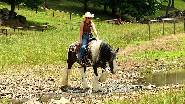 flashy-gypsy-vanner-horse