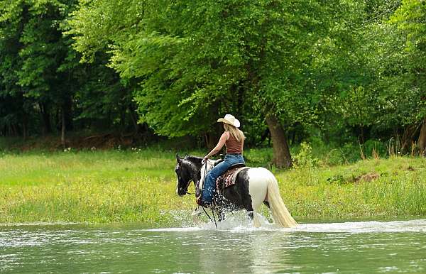 parade-gypsy-vanner-horse