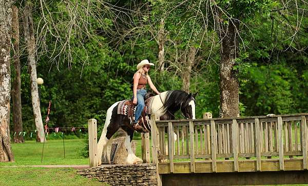 performance-gypsy-vanner-horse