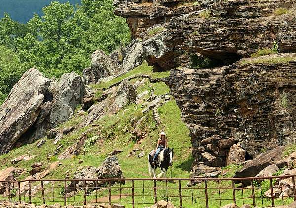 ranch-work-gypsy-vanner-horse