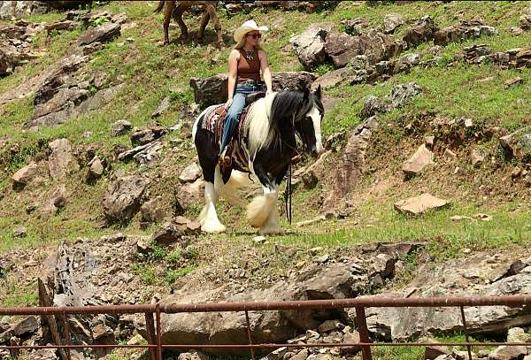 roping-gypsy-vanner-horse
