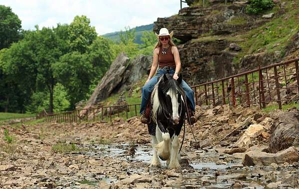 trail-gypsy-vanner-horse