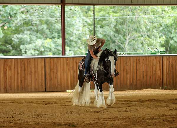 western-riding-gypsy-vanner-horse