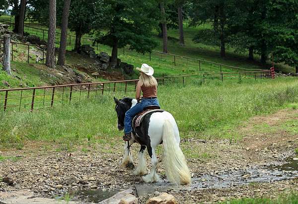 trail-riding-gypsy-vanner-horse