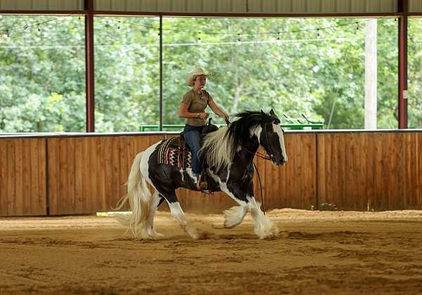 working-cattle-gypsy-vanner-horse