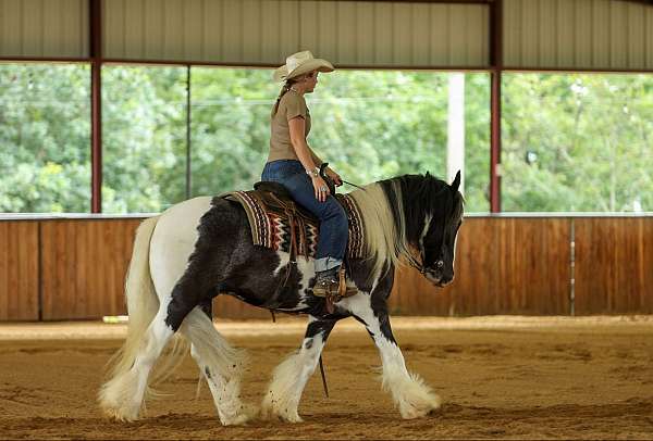 youth-gypsy-vanner-horse