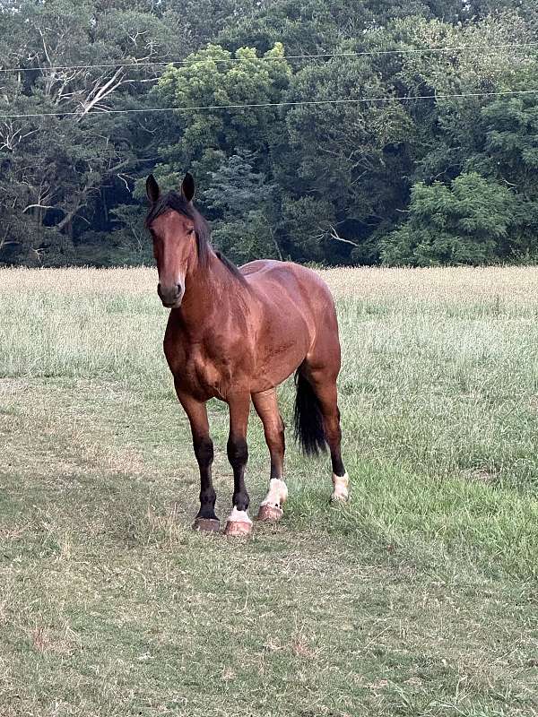 draft-gelding
