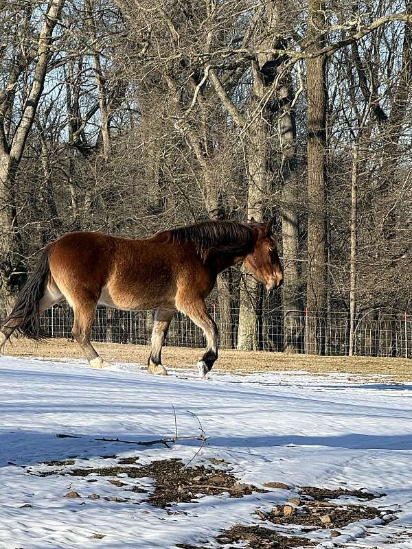draft-horse-for-sale