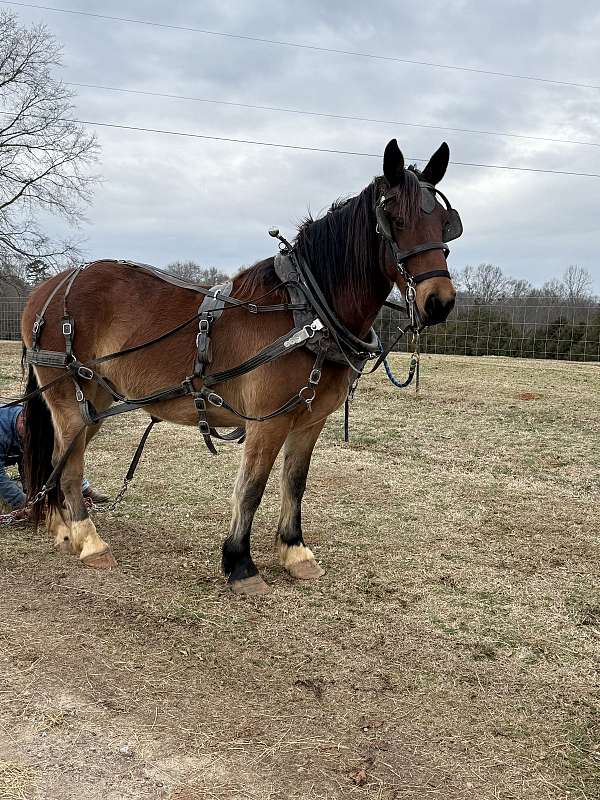 draft-horse
