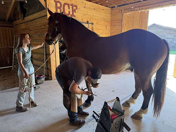 gelding