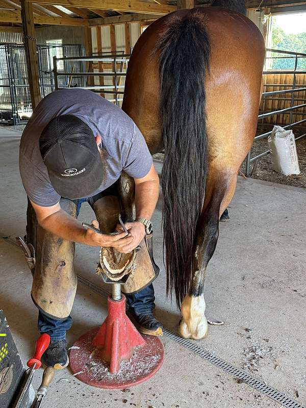 bay-belgian-gelding