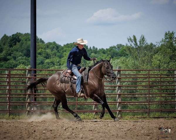 athletic-quarter-horse