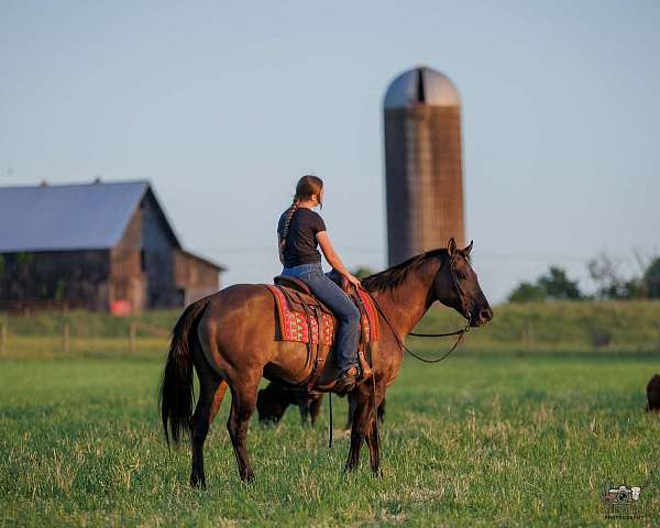 beginner-quarter-horse