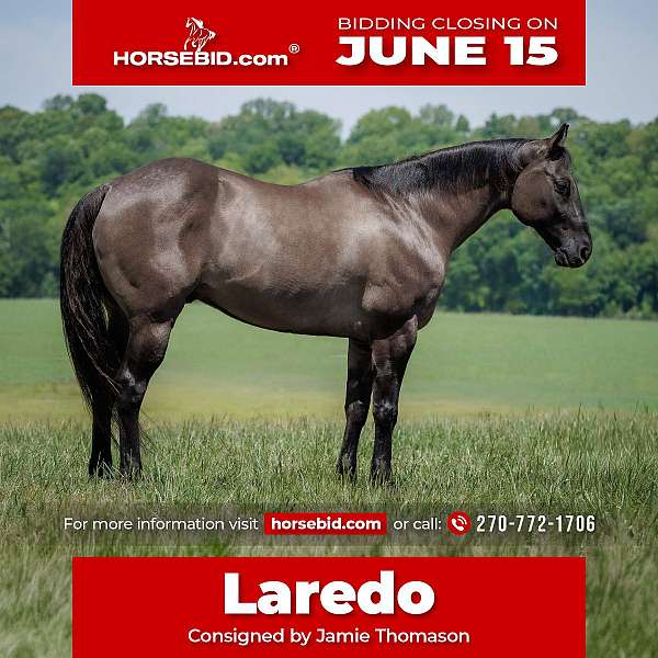 all-around-quarter-horse