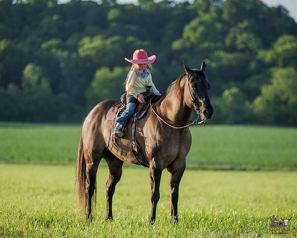 flashy-quarter-horse