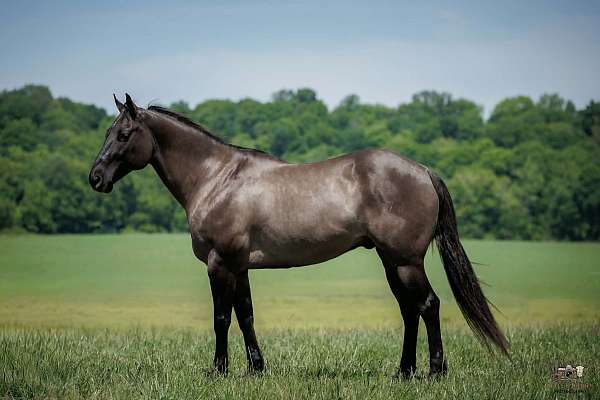 ranch-quarter-horse