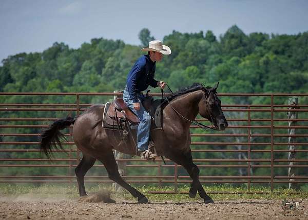 ranch-versatility-quarter-horse
