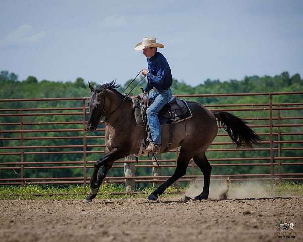 show-quarter-horse