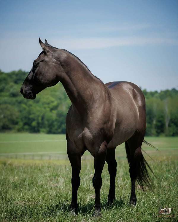 trail-quarter-horse