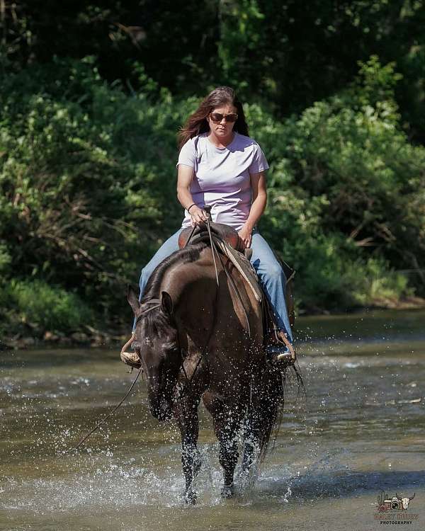 working-cattle-quarter-horse