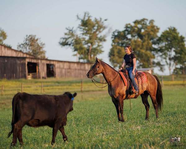 western-riding-quarter-horse