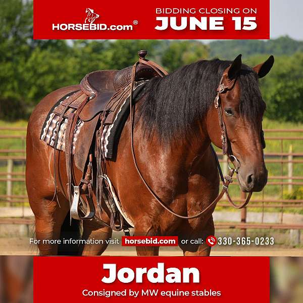 all-around-friesian-horse