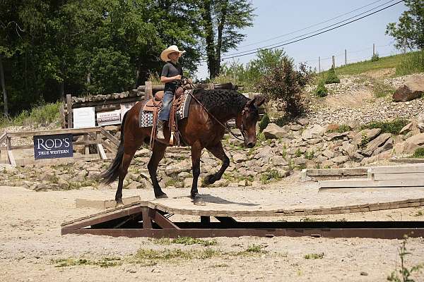 cross-friesian-horse