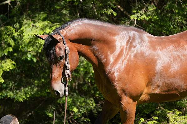 draft-friesian-horse