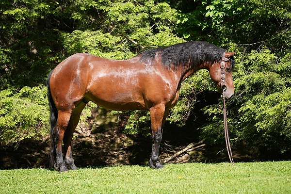 athletic-friesian-horse