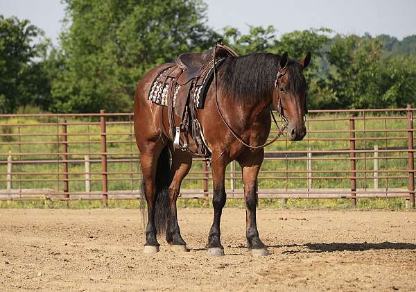 dressage-friesian-horse