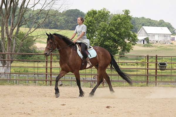 flashy-friesian-horse
