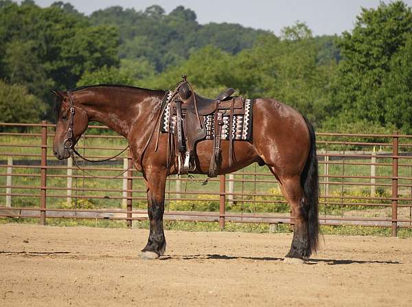 jumping-friesian-horse