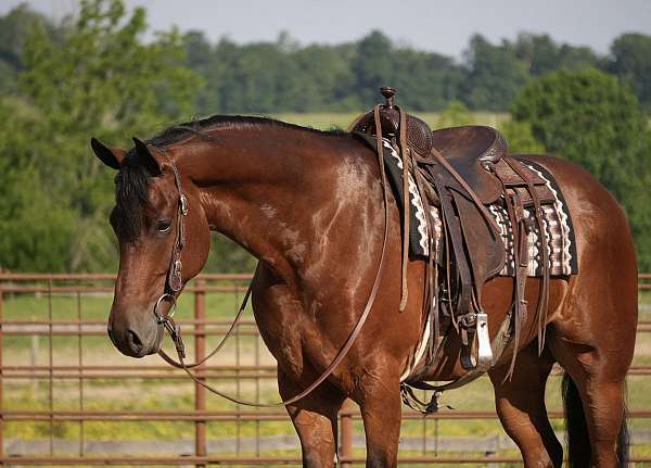 parade-friesian-horse
