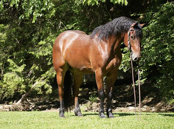 hunter-jumper-friesian-horse